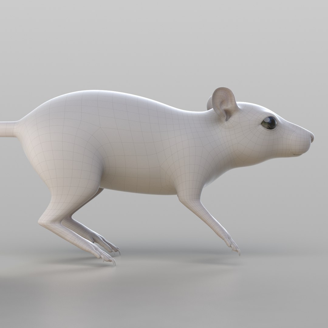 Realistic Rat Model - TurboSquid 1308420