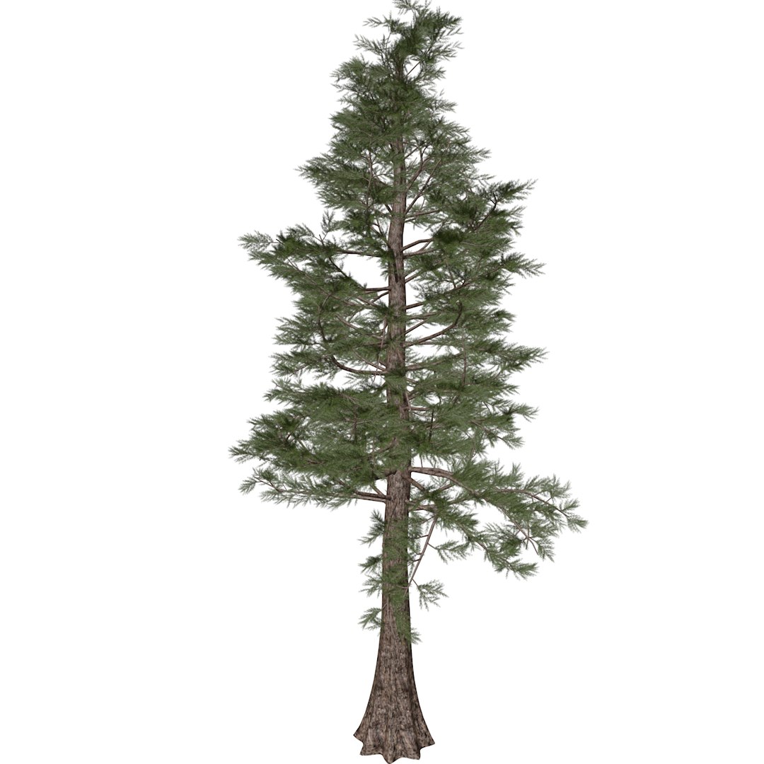 Western Red Cedar Tree - 06 - Model - TurboSquid 2374159