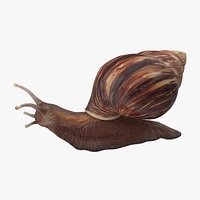 Grove Snail 03