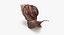 Grove Snail 03