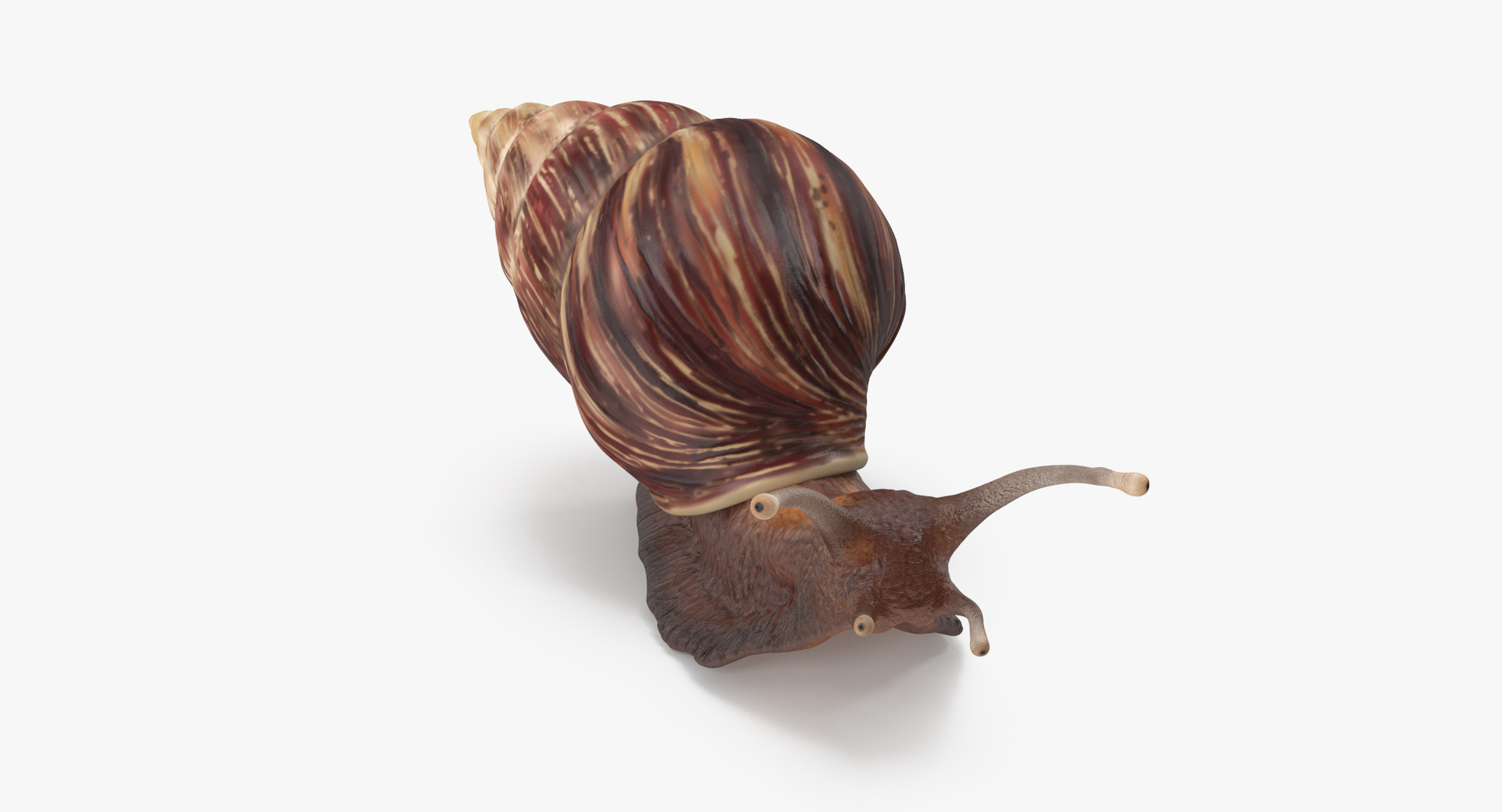 3d snail 03 model https://p.turbosquid.com/ts-thumb/ov/NLrAmf/EnjflBJQ/0000/jpg/1459611966/1920x1080/turn_fit_q99/086e420fe1f1507475e64fc5212d82402e8db97e/0000-1.jpg