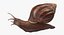 Grove Snail 03