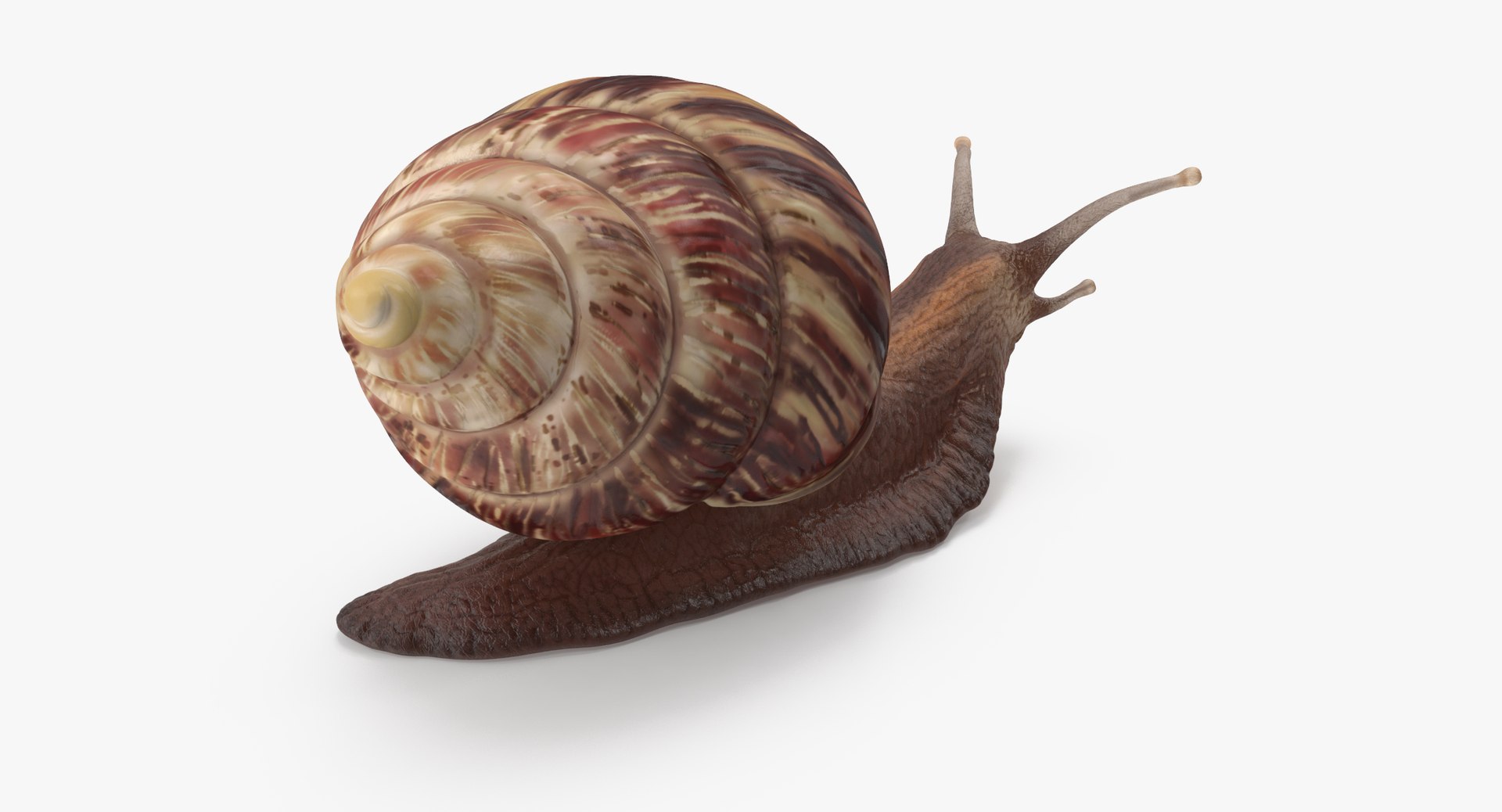 3d snail 03 model https://p.turbosquid.com/ts-thumb/ov/NLrAmf/MeMGWfVS/grove_snail_03_thumbnail_0003/jpg/1459610831/1920x1080/fit_q87/661a275fdea93bd5d1d1d0704dd4458280a73377/grove_snail_03_thumbnail_0003.jpg