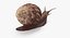 Grove Snail 03