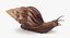 Grove Snail 03