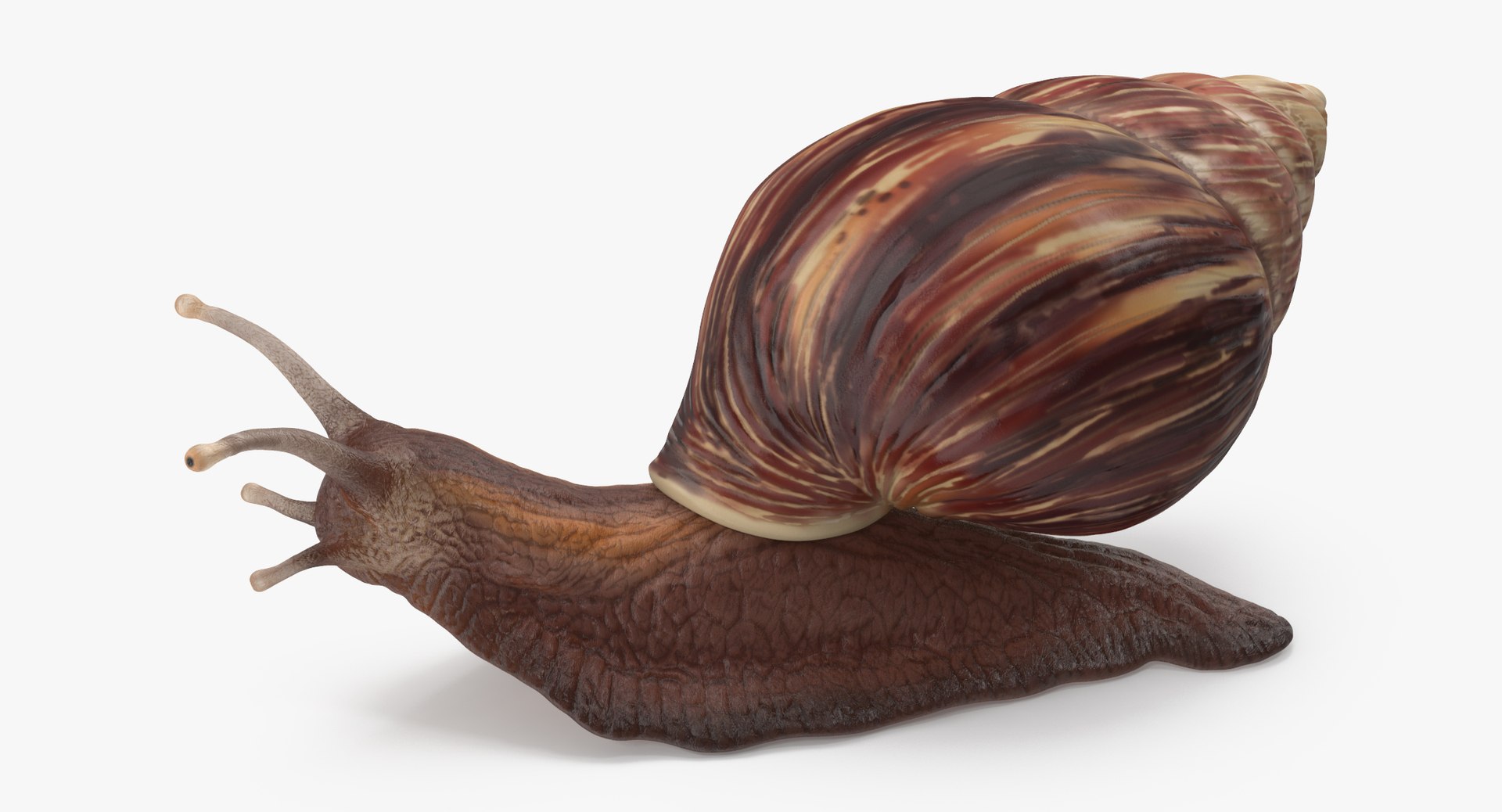 3d snail 03 model https://p.turbosquid.com/ts-thumb/ov/NLrAmf/mp4jZnAw/grove_snail_03_thumbnail_01_0001/jpg/1467981643/1920x1080/fit_q87/0a0d70540cbf2a323985e46edb0b06ae972aa432/grove_snail_03_thumbnail_01_0001.jpg