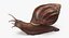 Grove Snail 03