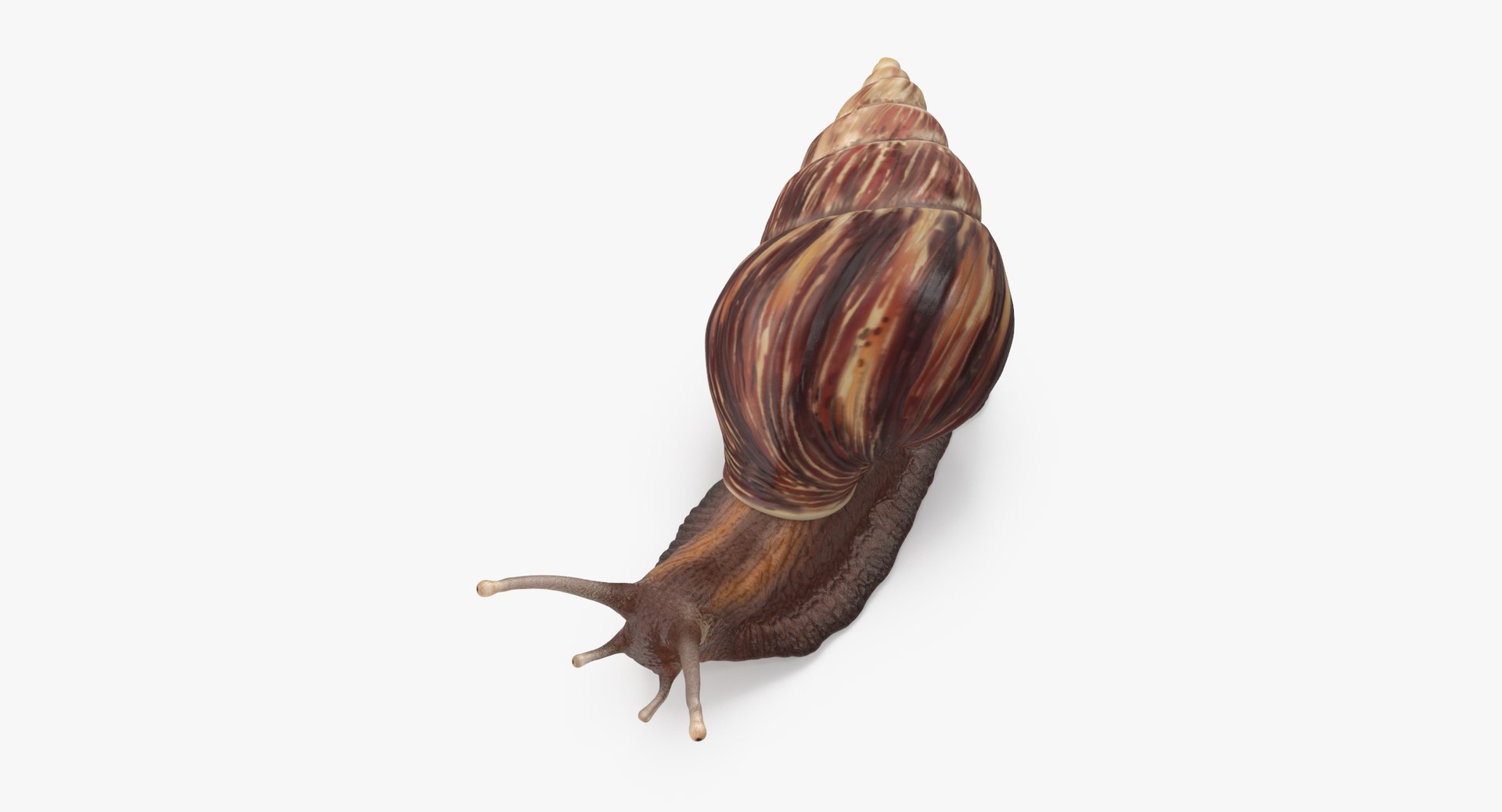 3d snail 03 model https://p.turbosquid.com/ts-thumb/ov/NLrAmf/oVESObVu/grove_snail_03_thumbnail_0006/jpg/1459610831/1920x1080/fit_q87/ec043e157913b15e07fdd81642d2c794bc6177b5/grove_snail_03_thumbnail_0006.jpg