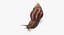 Grove Snail 03