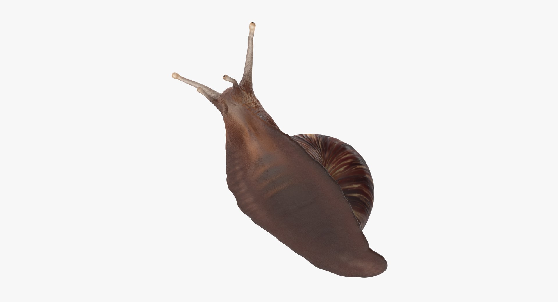 3d snail 03 model https://p.turbosquid.com/ts-thumb/ov/NLrAmf/pwaeHG1g/grove_snail_03_thumbnail_0007/jpg/1459610831/1920x1080/fit_q87/da5b7fc1d2f8565515d1f343a043d61a8b9340e3/grove_snail_03_thumbnail_0007.jpg