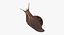Grove Snail 03