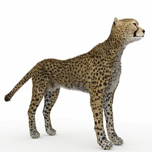 Cheetah