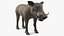 Warthog Basic Pose 3D model