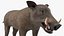 Warthog Basic Pose 3D model