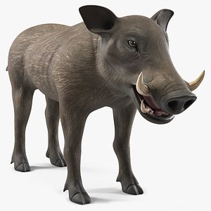 Warthog Basic Pose 3D model