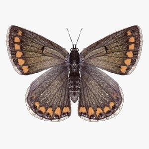 realistic northern brown argus 3D