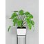 観葉植物38（壁の衝突）