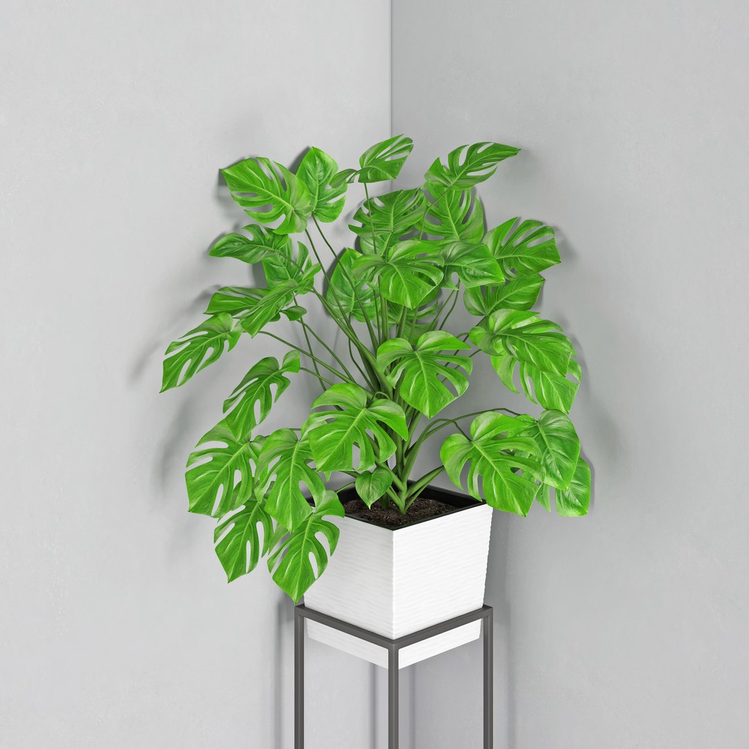 3D houseplant 38 wall collisions https://p.turbosquid.com/ts-thumb/ov/sGFisq/ab39kMhD/3/jpg/1559235959/1920x1080/fit_q87/412e715a802f2fbfe2932e9a69a071289217e0fb/3.jpg