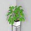 観葉植物38（壁の衝突）