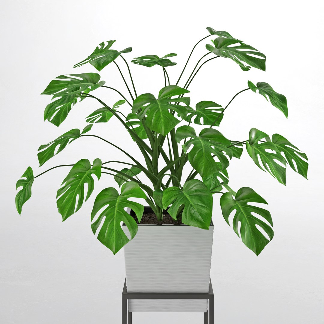 3D houseplant 38 wall collisions https://p.turbosquid.com/ts-thumb/ov/sGFisq/q4CSv48m/7/jpg/1559235959/1920x1080/fit_q87/f05abb6563041c3479208efaad5d7cba3a0e6385/7.jpg