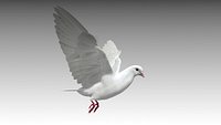 Dove