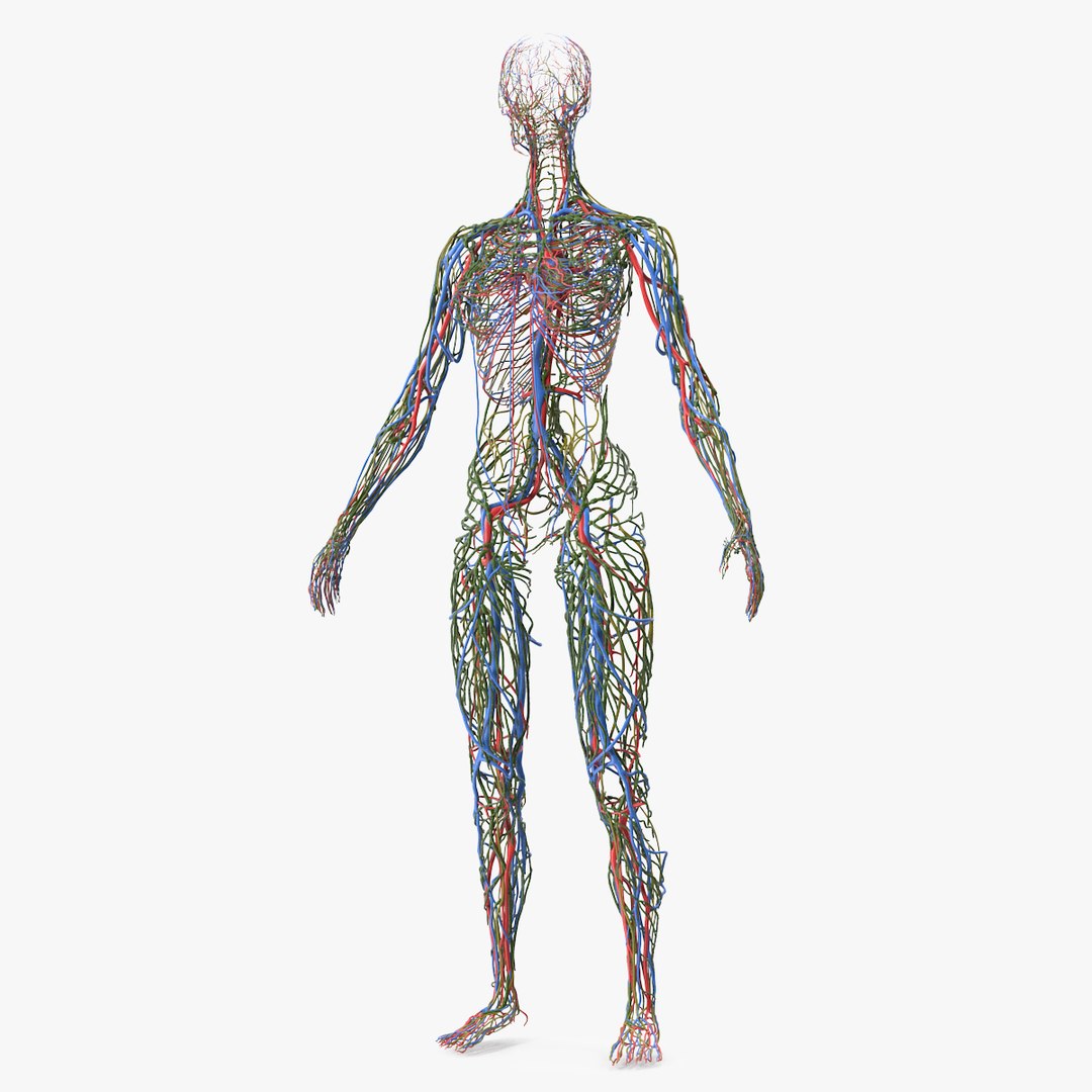 Female Cardiovascular Lymphatic and Nervous Systems 3D model preview