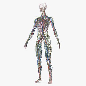 Female Cardiovascular Lymphatic and Nervous Systems 3D model