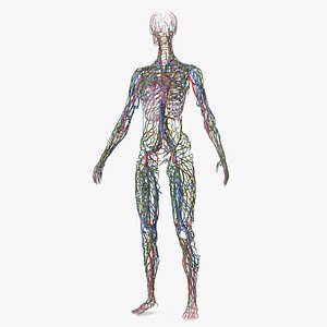 Female Cardiovascular Lymphatic and Nervous Systems