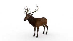 Deer
