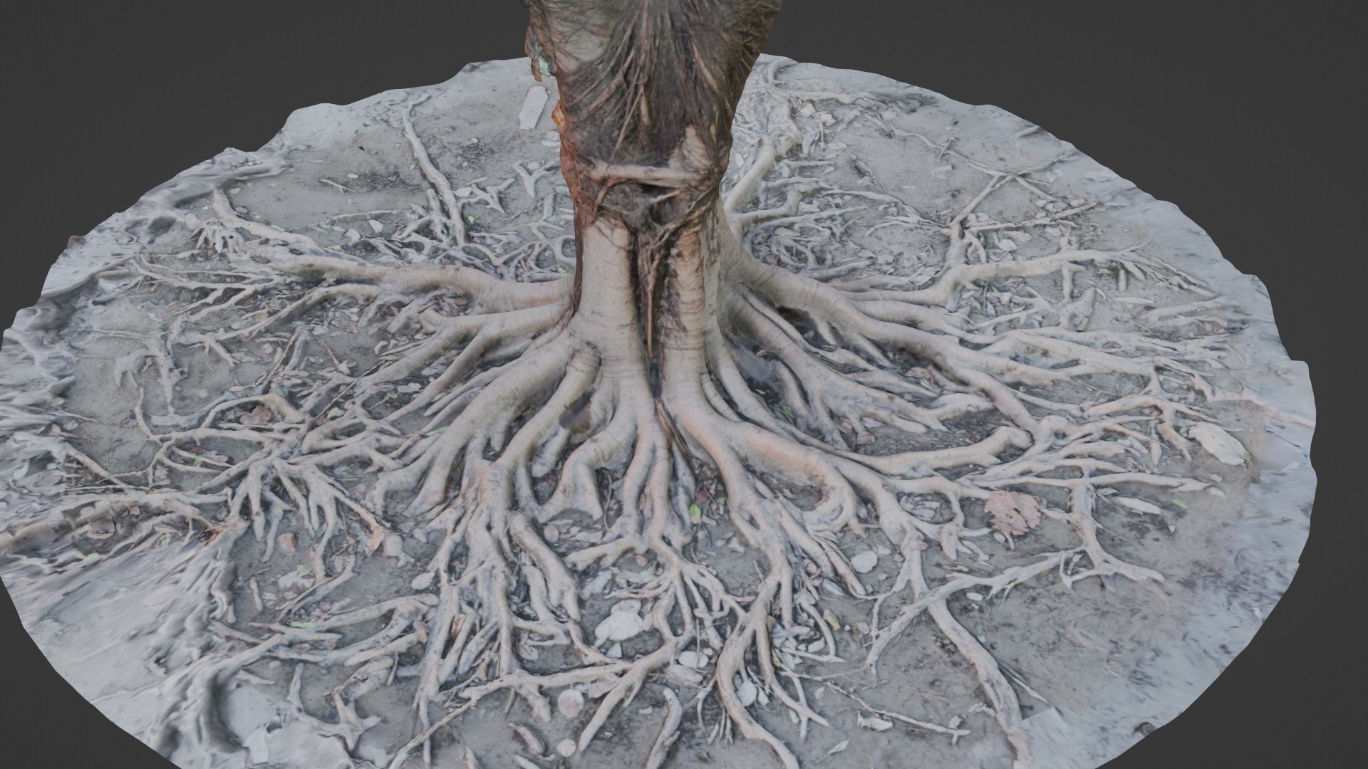 Gaint Roots Tree 3D Model - TurboSquid 2329776