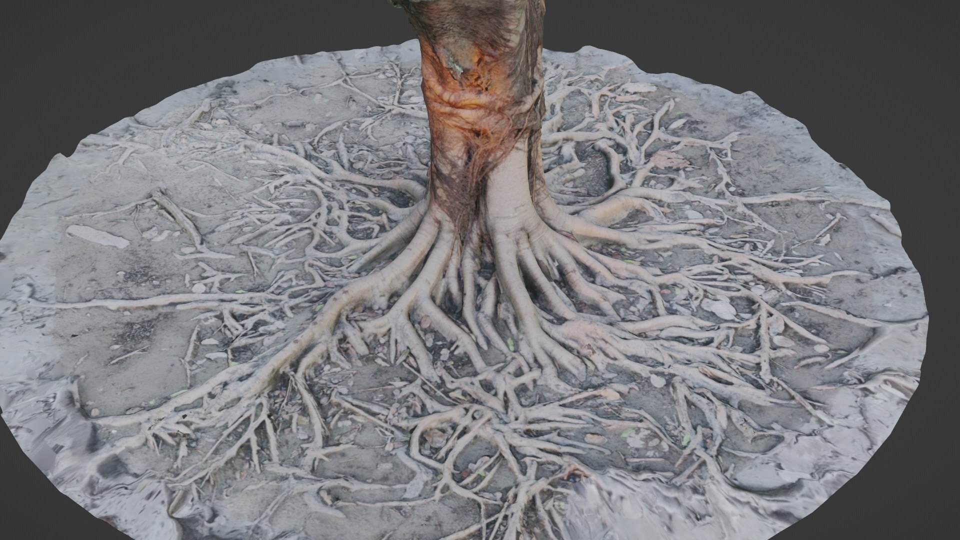 Gaint Roots Tree 3D Model - TurboSquid 2329776