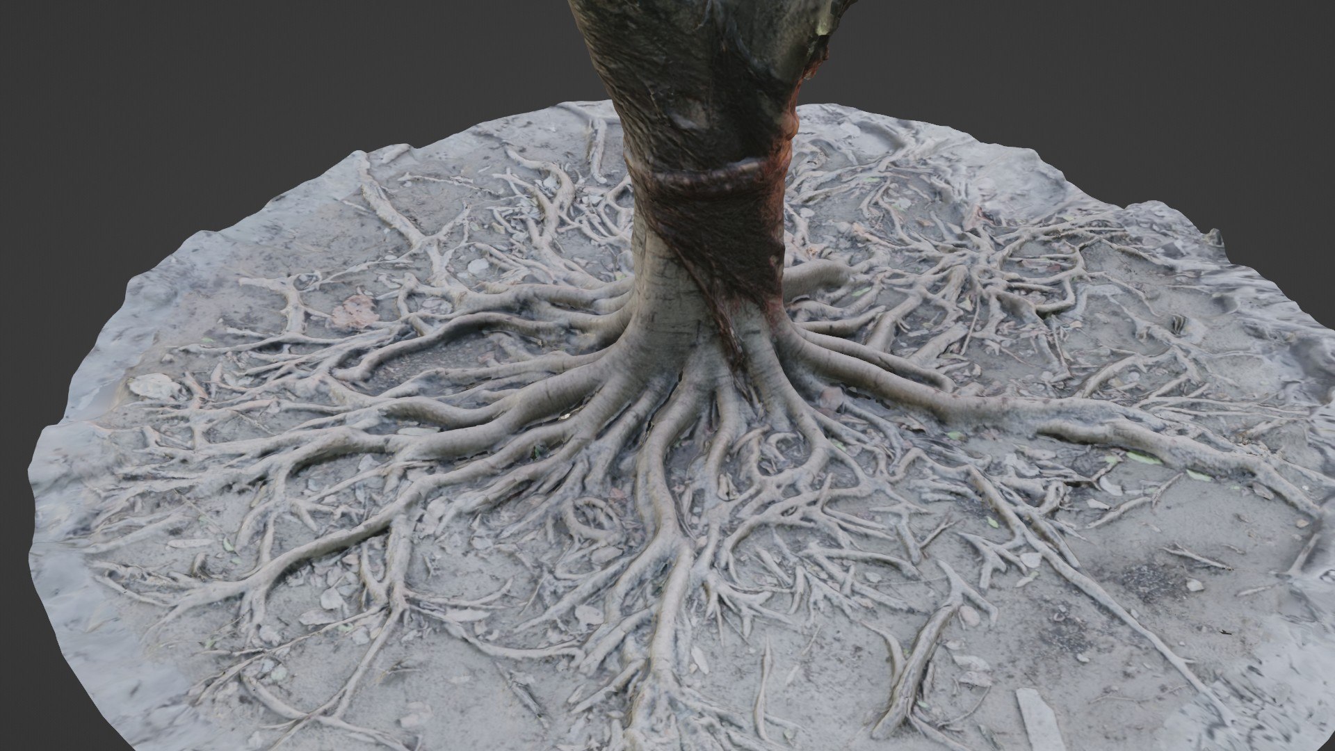Gaint Roots Tree 3D Model - TurboSquid 2329776
