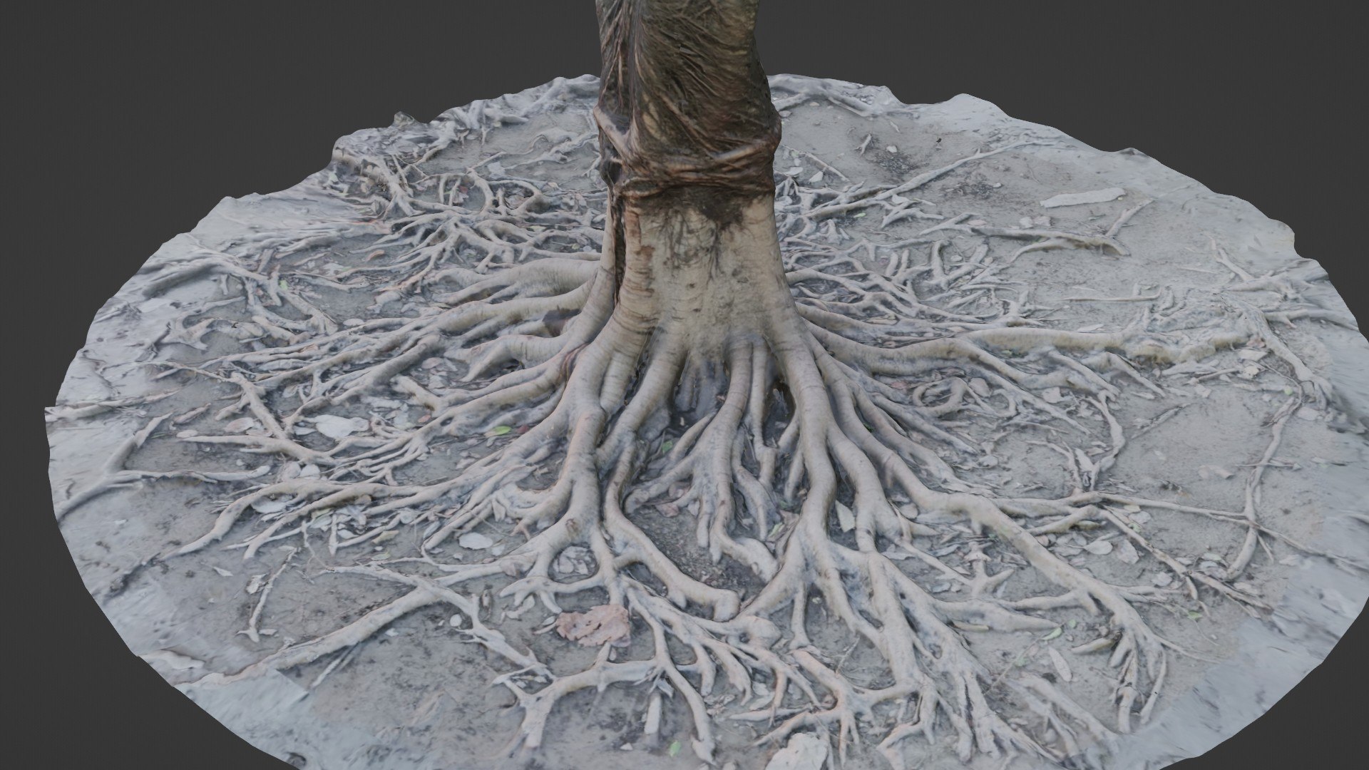 Gaint Roots Tree 3D Model - TurboSquid 2329776