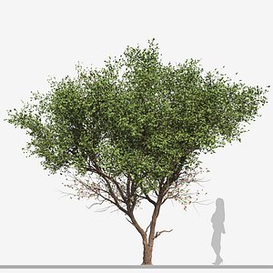 Set of Cerasus Pseudocerasus  or Chinese Cherry Tree - 2 Trees 3D model