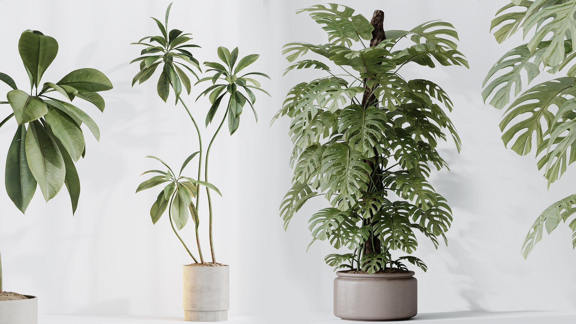 AV Indoor Plants Set 351 Dypsis Palm and Ficus Binnendijki and Ficus Cyathistipula and Elegant Monst 3D https://p.turbosquid.com/ts-thumb/ow/TFyv37/GC/06/png/1758541460/1920x1080/fit_q87/5f68eeb82a0e7df23e04a0c1a469c09d4d193d2b/06.jpg
