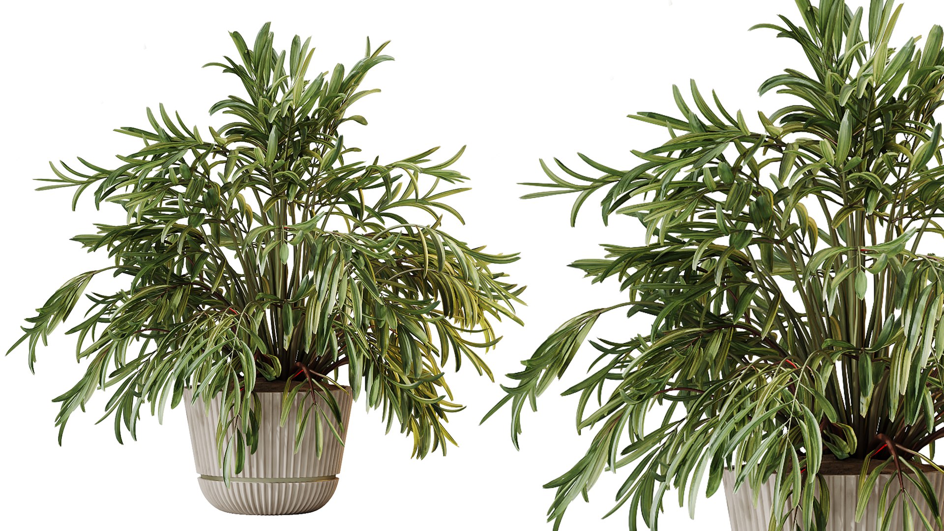 AV Indoor Plants Set 351 Dypsis Palm and Ficus Binnendijki and Ficus Cyathistipula and Elegant Monst 3D https://p.turbosquid.com/ts-thumb/ow/TFyv37/a4/02/png/1758541443/1920x1080/fit_q87/e7ecbcabbaa3a6ade404d4185d5fe8815d2197c4/02.jpg