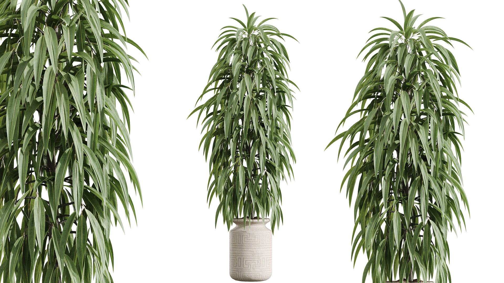 AV Indoor Plants Set 351 Dypsis Palm and Ficus Binnendijki and Ficus Cyathistipula and Elegant Monst 3D https://p.turbosquid.com/ts-thumb/ow/TFyv37/mx/03/png/1758541429/1920x1080/fit_q87/2a0b8c8eecc2ed113e6499605e90ba0d507234ee/03.jpg