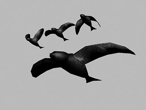 crow bird max