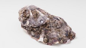 Mediterranean Oyster