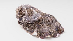 Mediterranean Oyster
