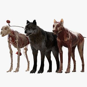 Wolf Anatomy