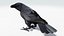 CROW - BLENDER