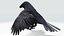 CROW - BLENDER