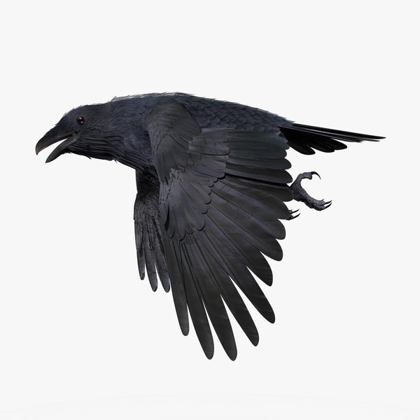 3D CROW - BLENDER model