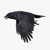 CROW - BLENDER