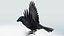 CROW - BLENDER