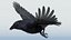 CROW - BLENDER
