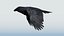 CROW - BLENDER