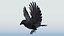CROW - BLENDER