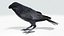 CROW - BLENDER
